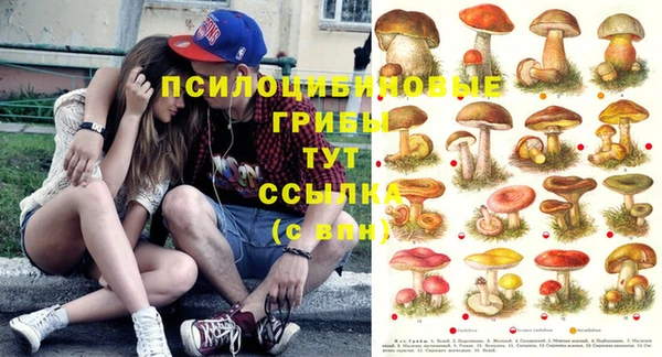 сатива Алзамай